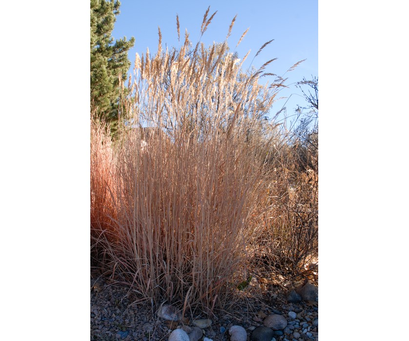 Indian Grass